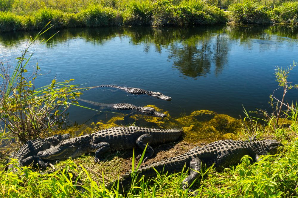 Visit the Alligator River National Wildlife Refuge