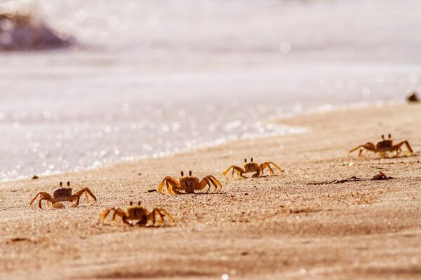 Explore Suncoast - Ghost crabs