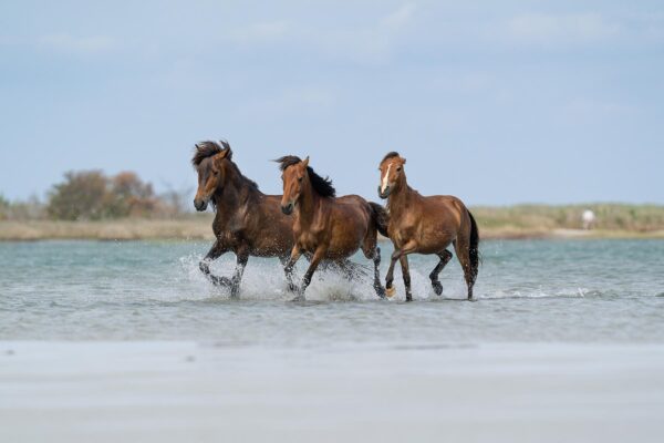 Explore Suncoast - Wild Horses of Outer Banks