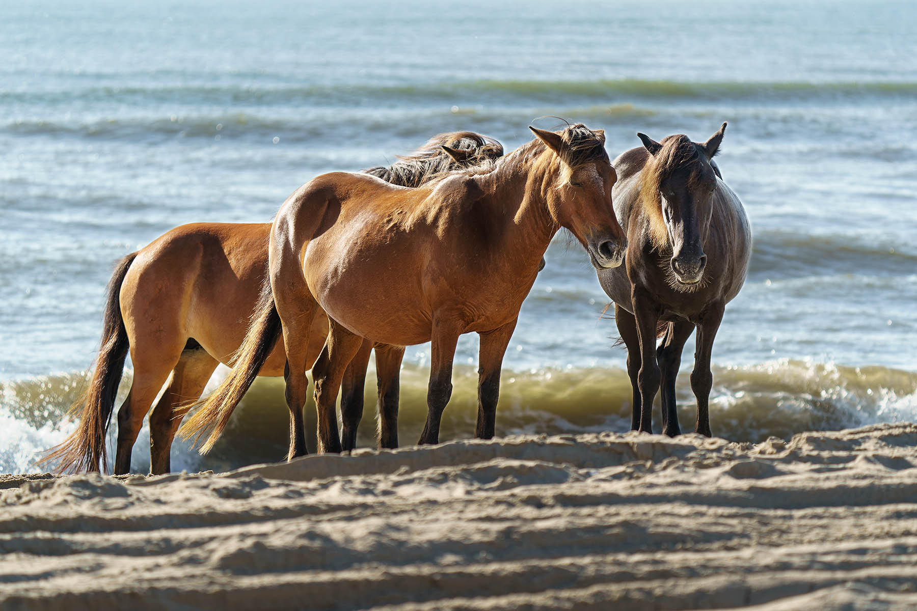 Discovering the Wild Horses of Corolla