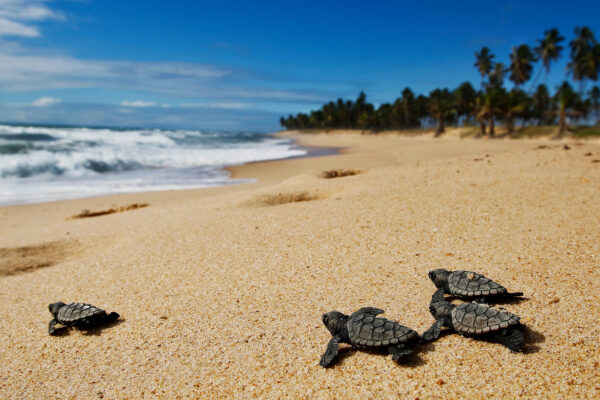 Explire Suncoast - Protecting OBX Sea Turtles: Conservation Efforts During Nesting Season