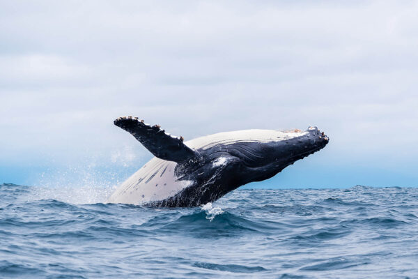 Explire Suncoast - Awe-Inspiring Encounters: Dolphin and Whale Watching in the Outer Banks
